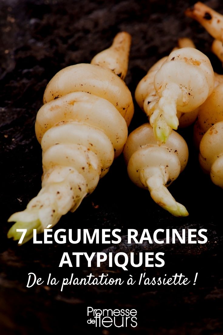 7 legumes de raiz esquecidos