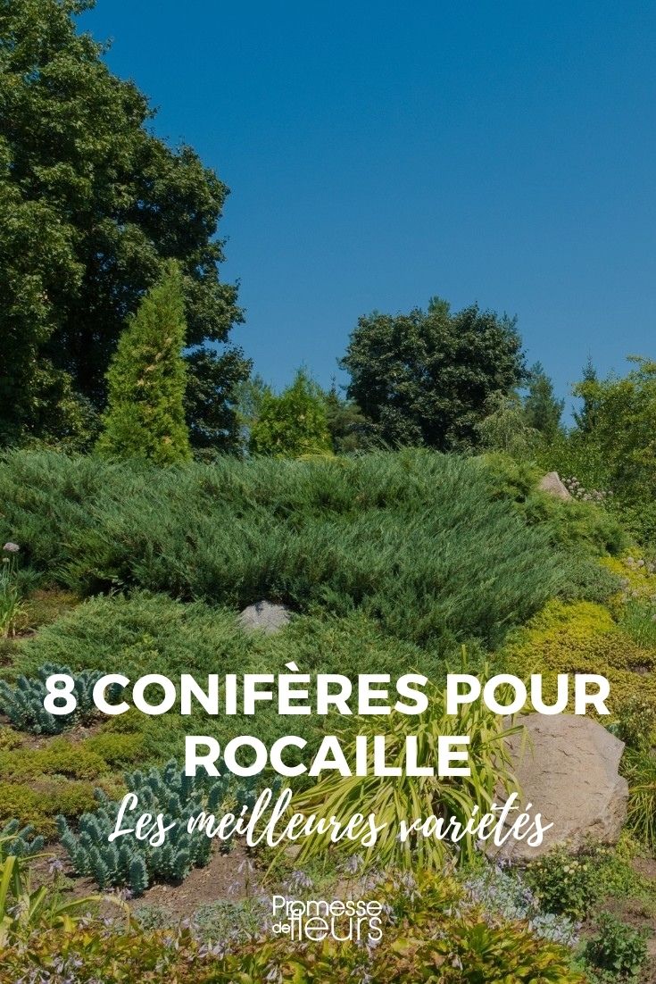 coníferas para jardim de pedras
