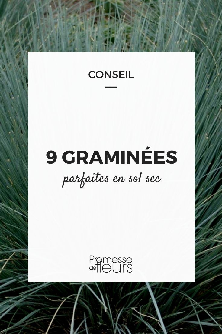 9 gramíneas para solo seco