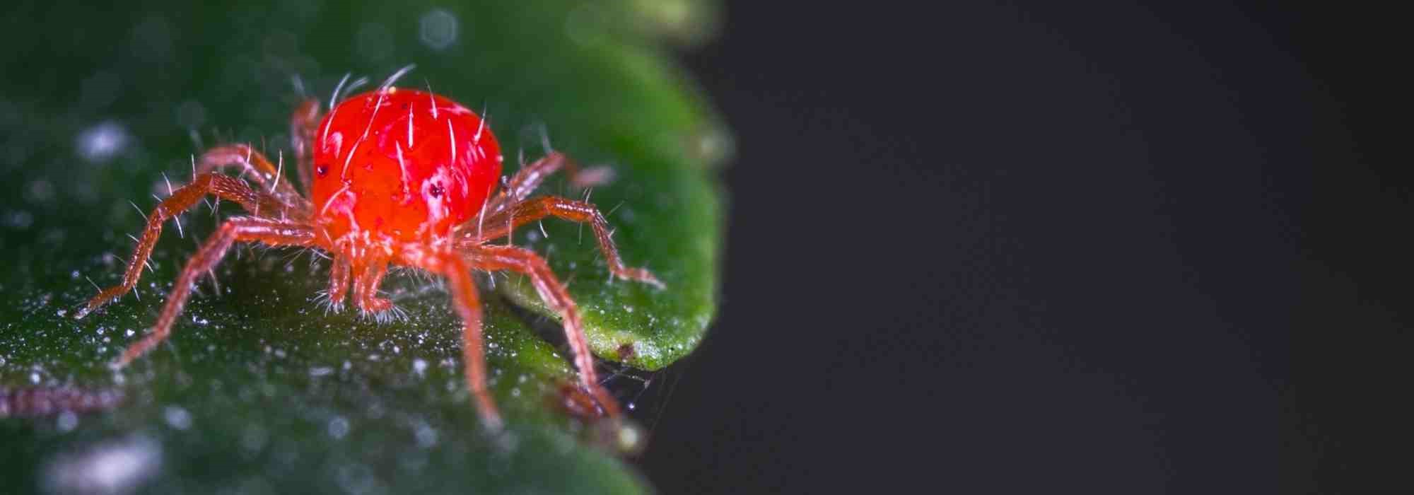 Aranhiços vermelhos: identificação e tratamento