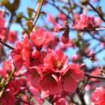 10 arbustos com floração no início da primavera