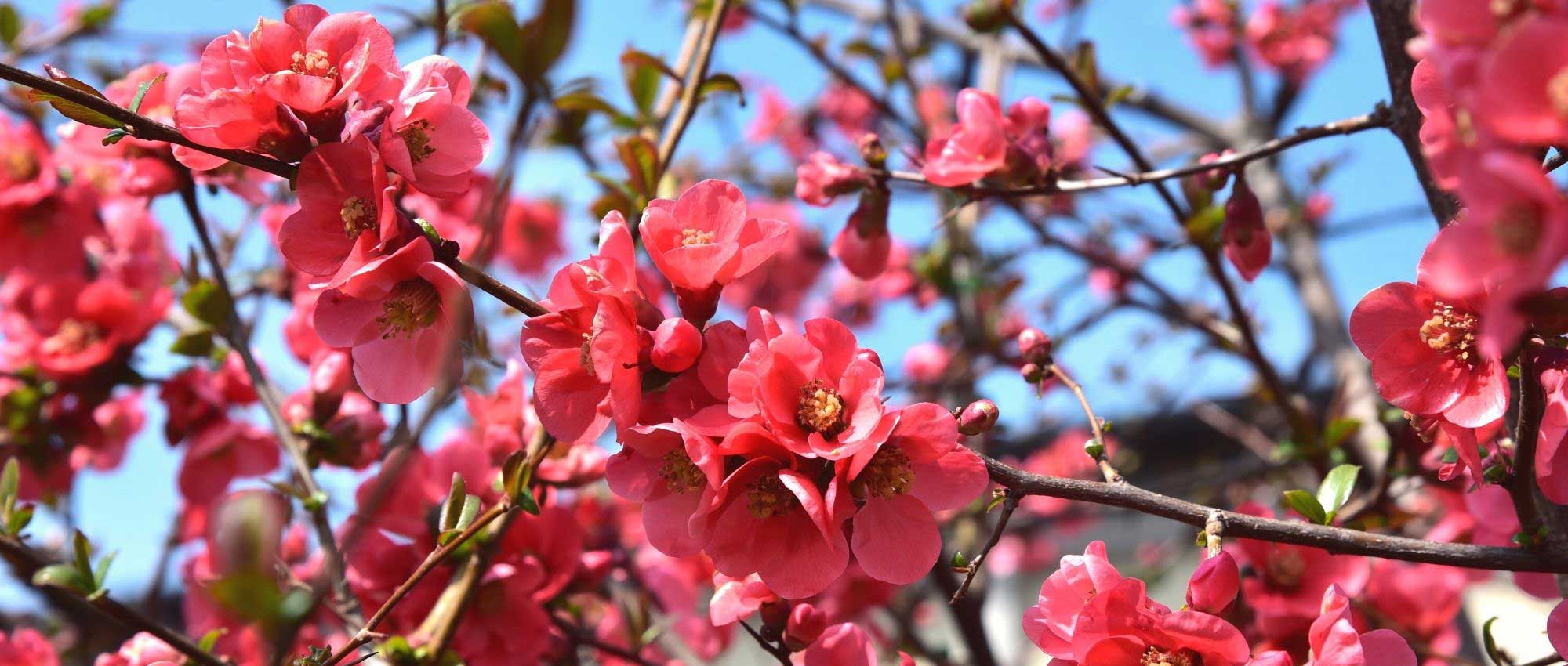 10 arbustos com floração no início da primavera