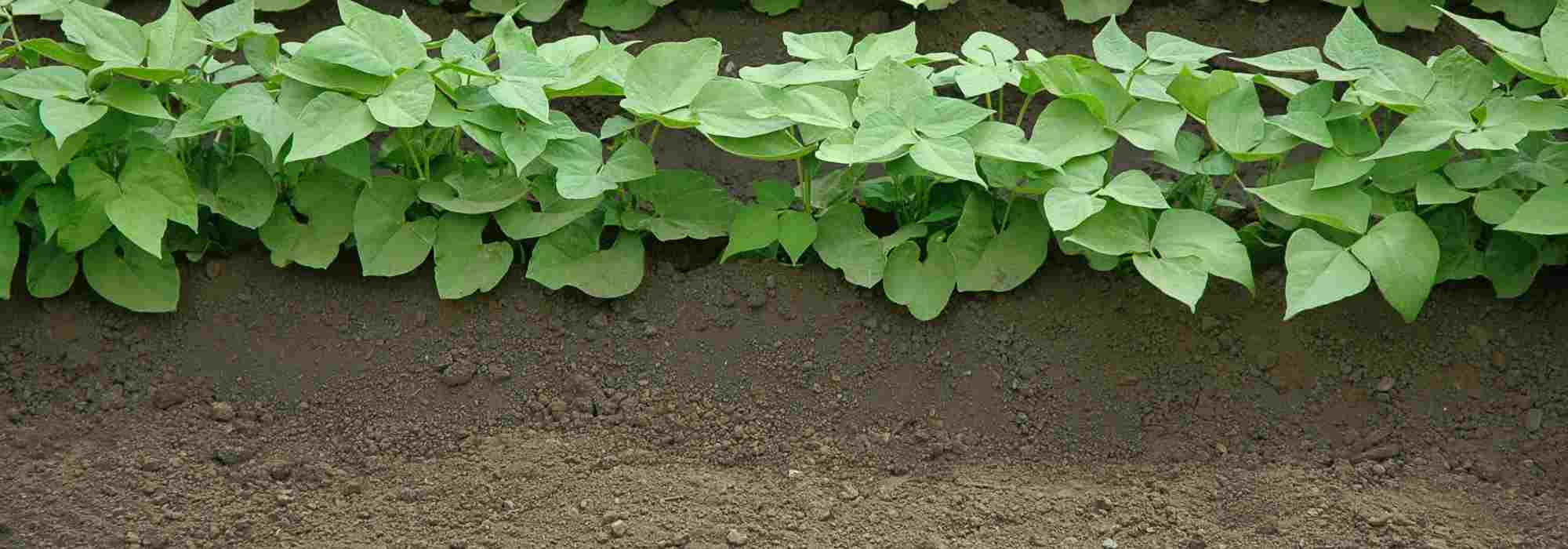 Quando e como fazer a amontoa dos legumes da horta?