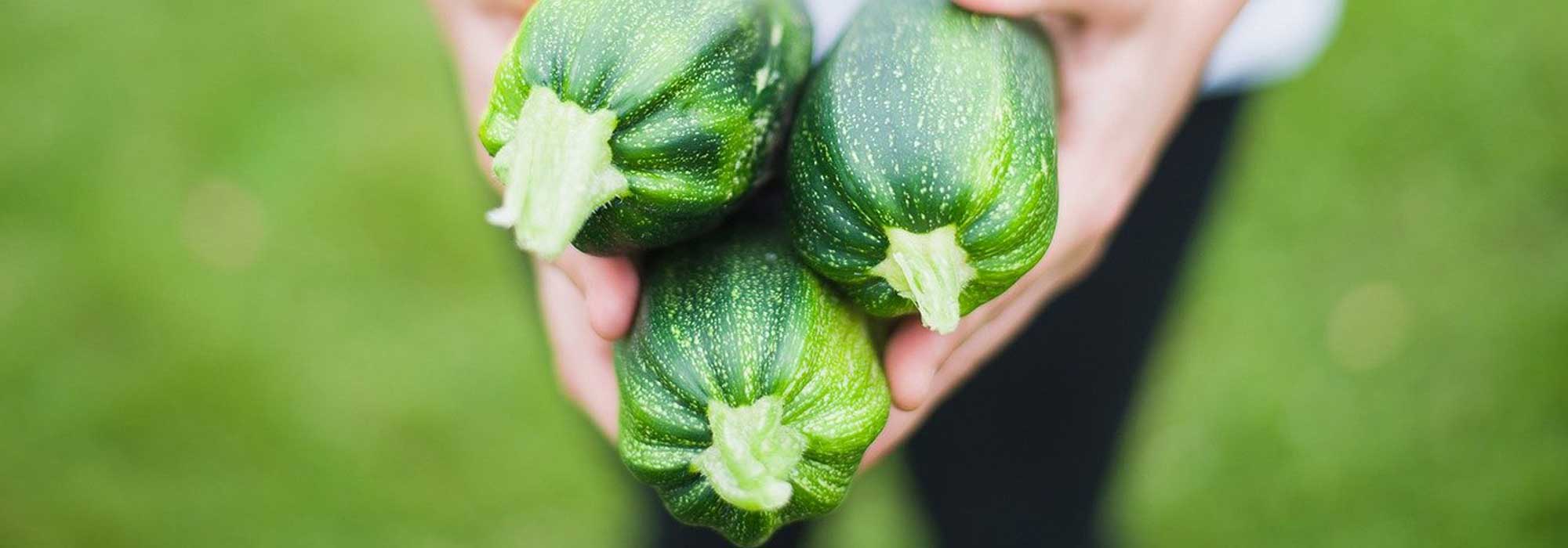 Cultivar curgetes em vaso
