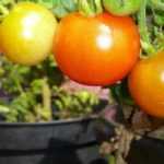 Cultivar tomates em vaso