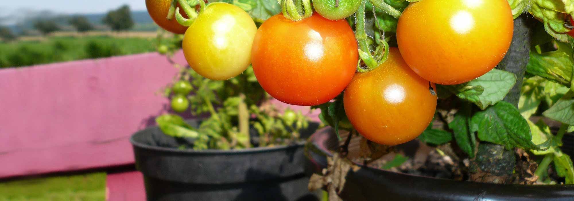 Cultivar tomates em vaso