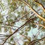 10 árvores para dar sombra a um jardim pequeno