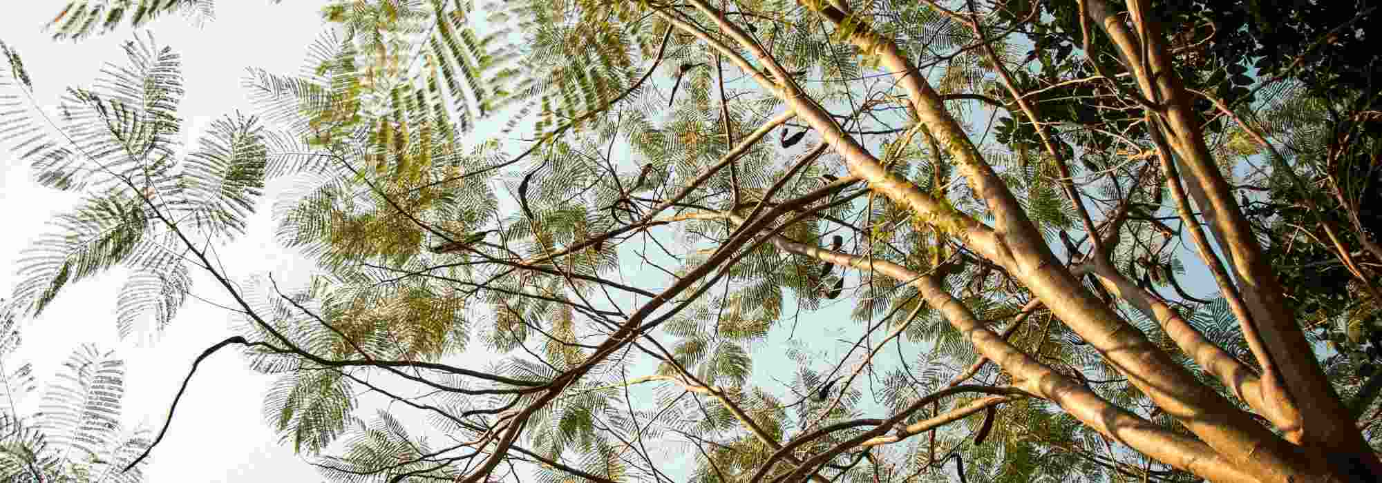 10 árvores para dar sombra a um jardim pequeno