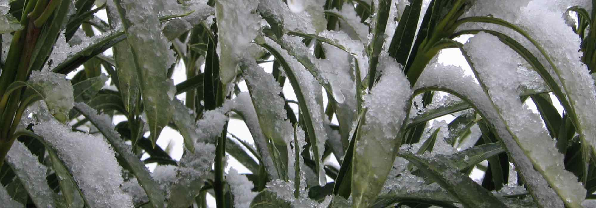 Como proteger um loendro no inverno?