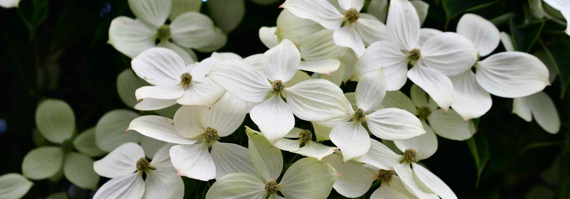 5 ideias para associar o corniso florido