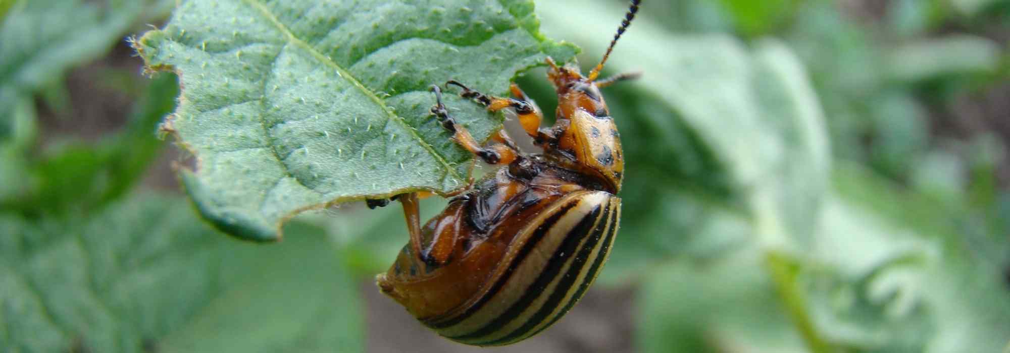 O escaravelho-da-batateira: Identificação, danos e tratamento natural