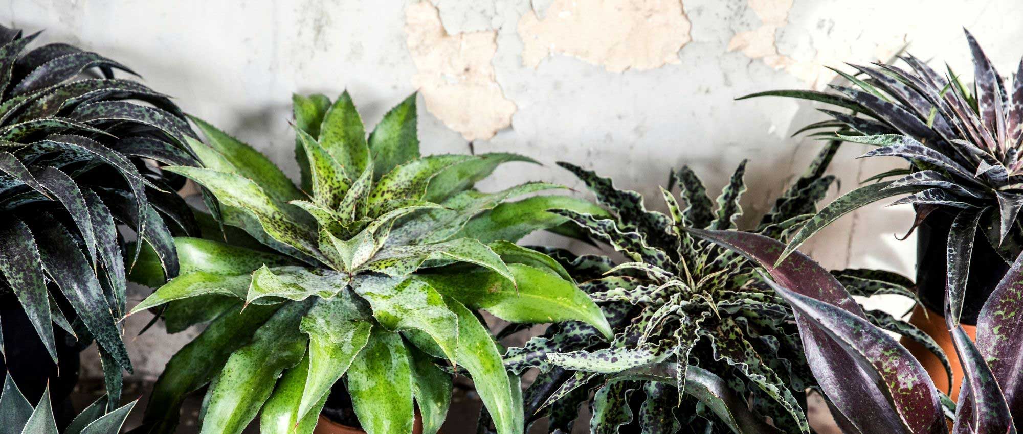 Mangave: plantar, cultivar e cuidar