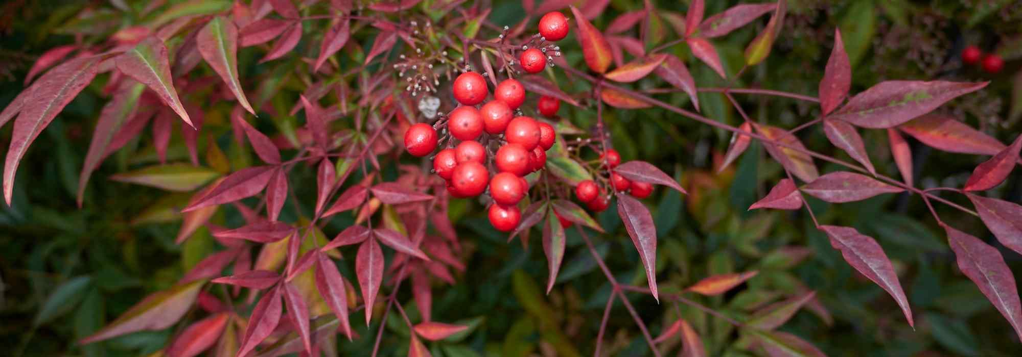 Nandina, Bambu-sagrado: 5 ideias de associações