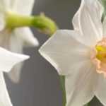 5 narcisos anões de flores singulares a descobrir