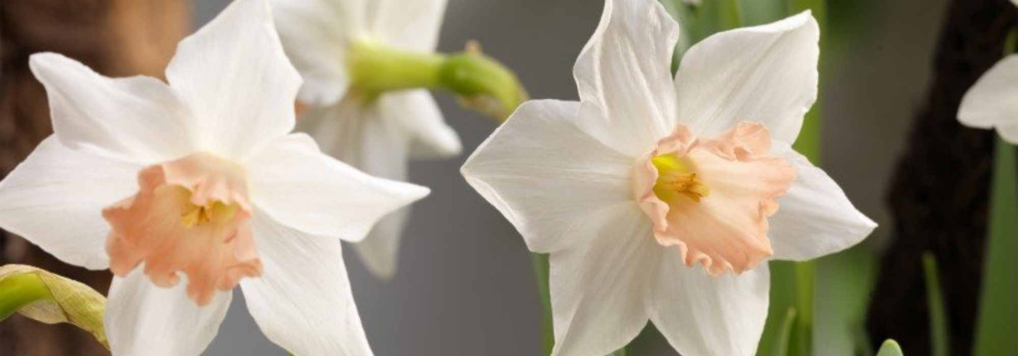 5 narcisos anões de flores singulares a descobrir
