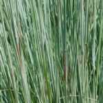 Schizachyrium scoparium : plantação, cultura