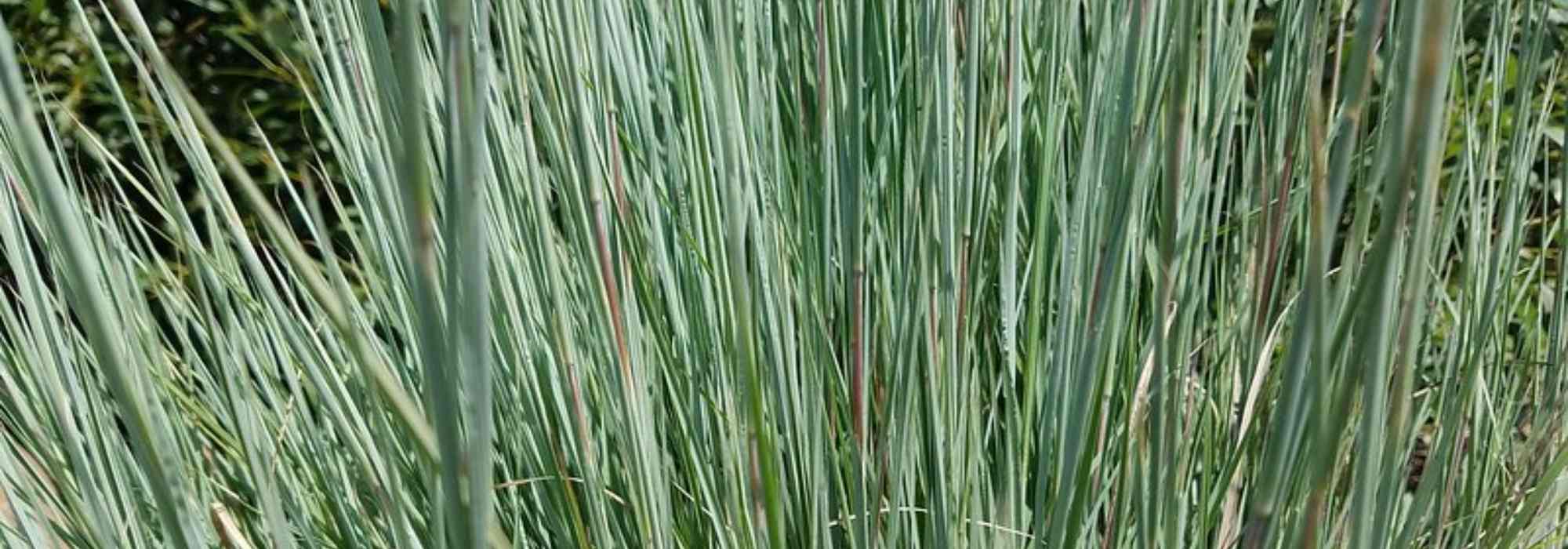 Schizachyrium scoparium : plantação, cultura