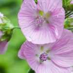 Sidalcea : plantação e cultivo