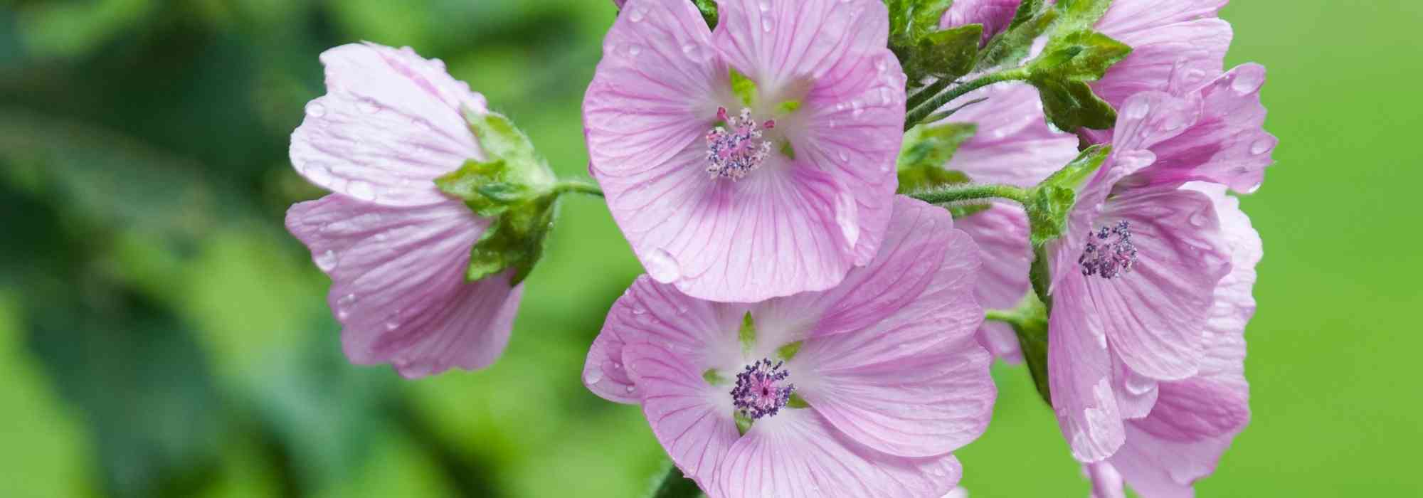 Sidalcea : plantação e cultivo