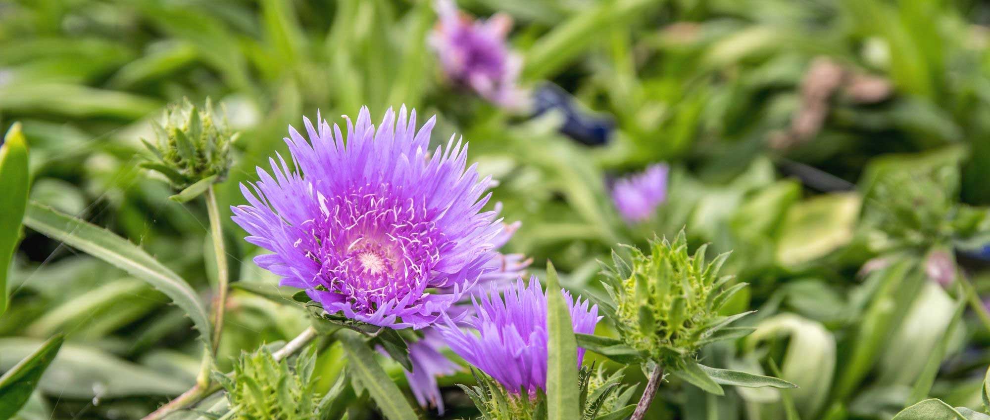 Stokesia : plantação, cultivo e manutenção