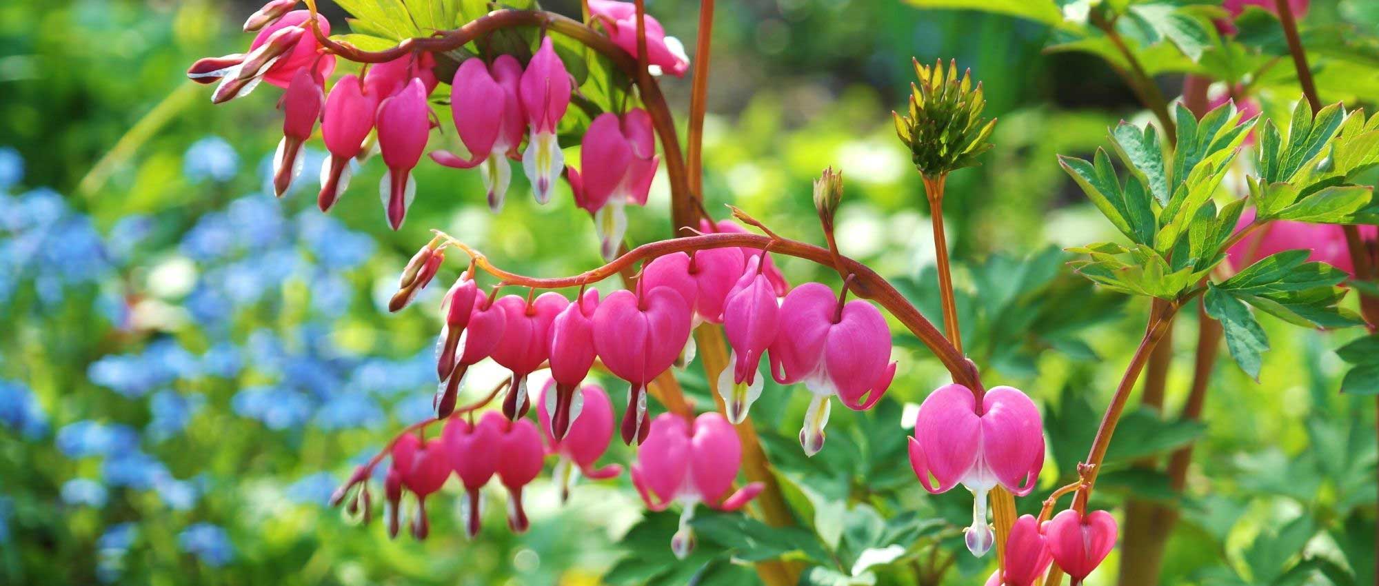 10 plantas perenes com floração de final de primavera