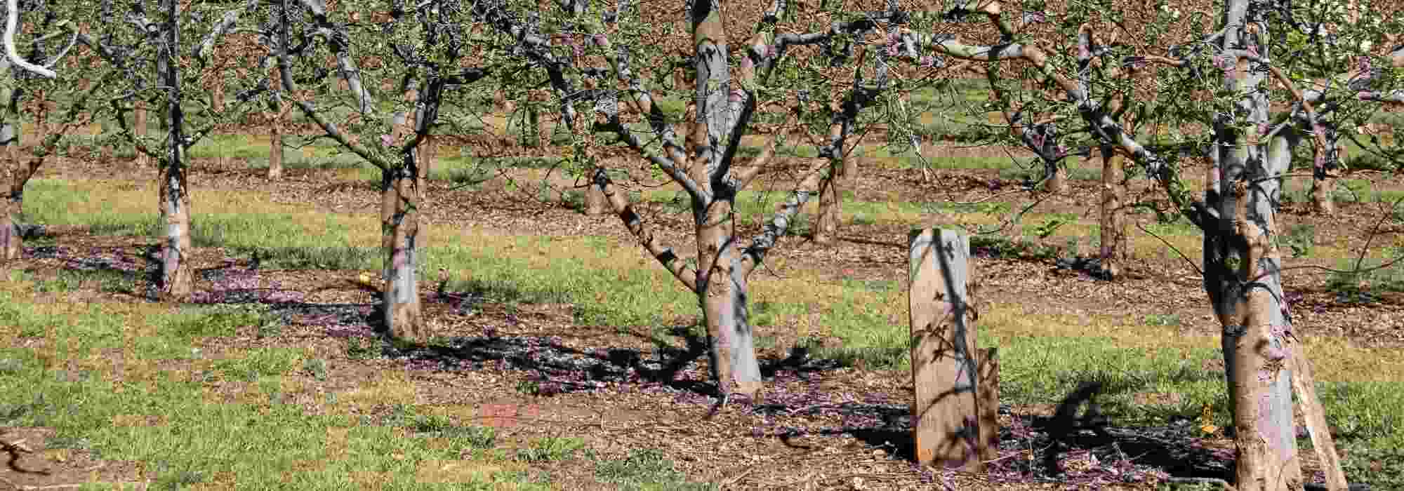 A cola arborícola