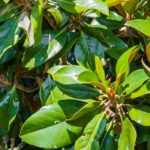 7 árvores para um jardim urbano