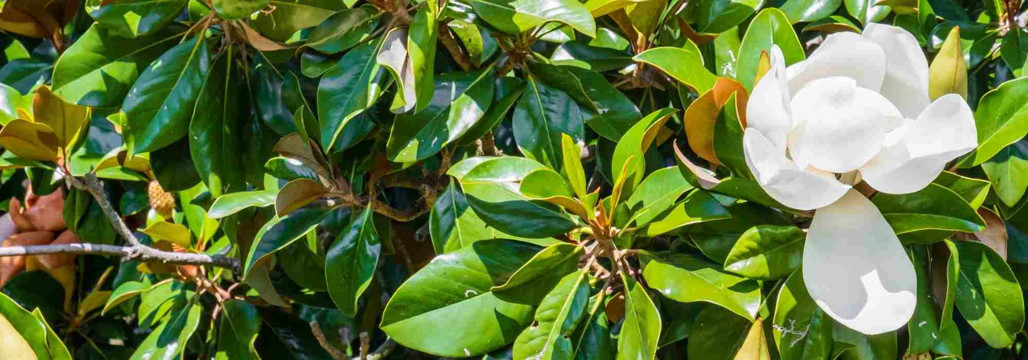 7 árvores para um jardim urbano
