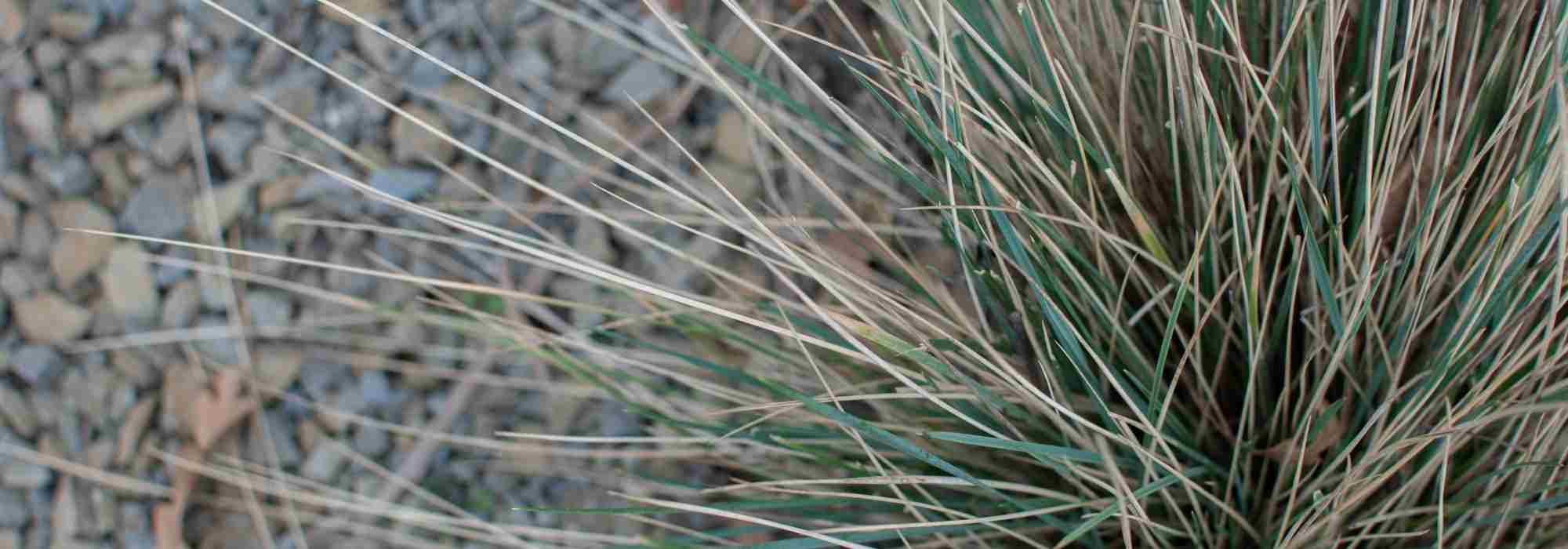Festuca: 7 ideias de associações bem conseguidas