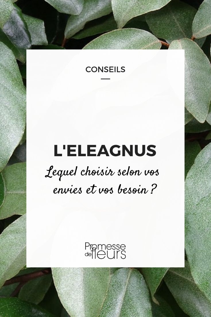 eleagno escolher