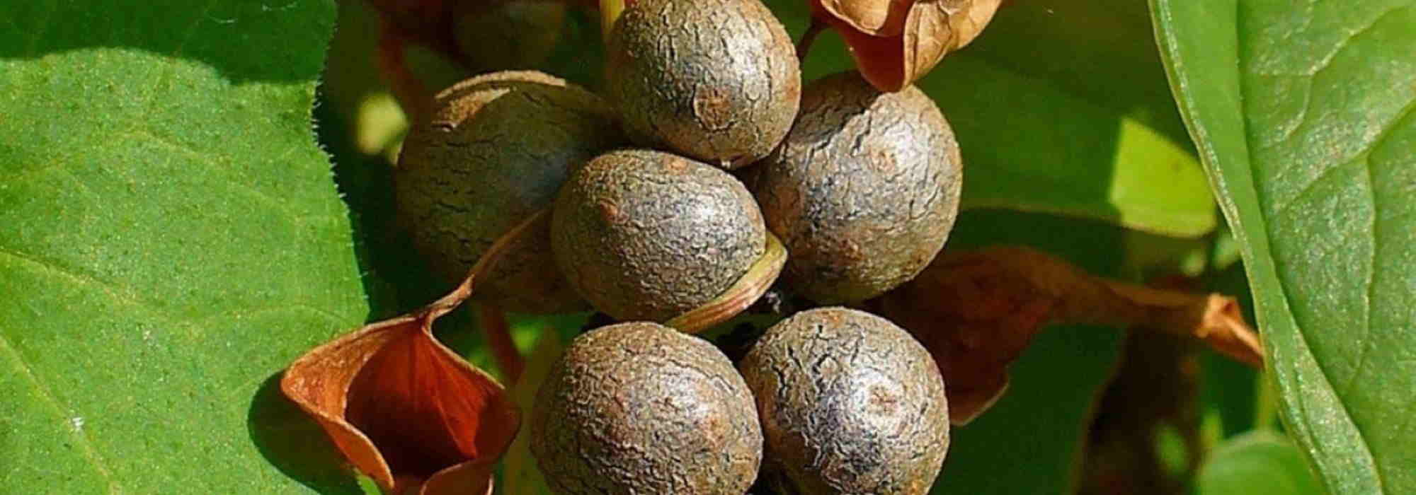 7 legumes exóticos a descobrir