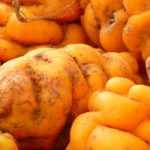 7 legumes de raiz pouco comuns