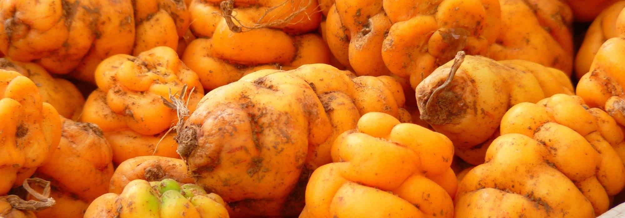 7 legumes de raiz pouco comuns