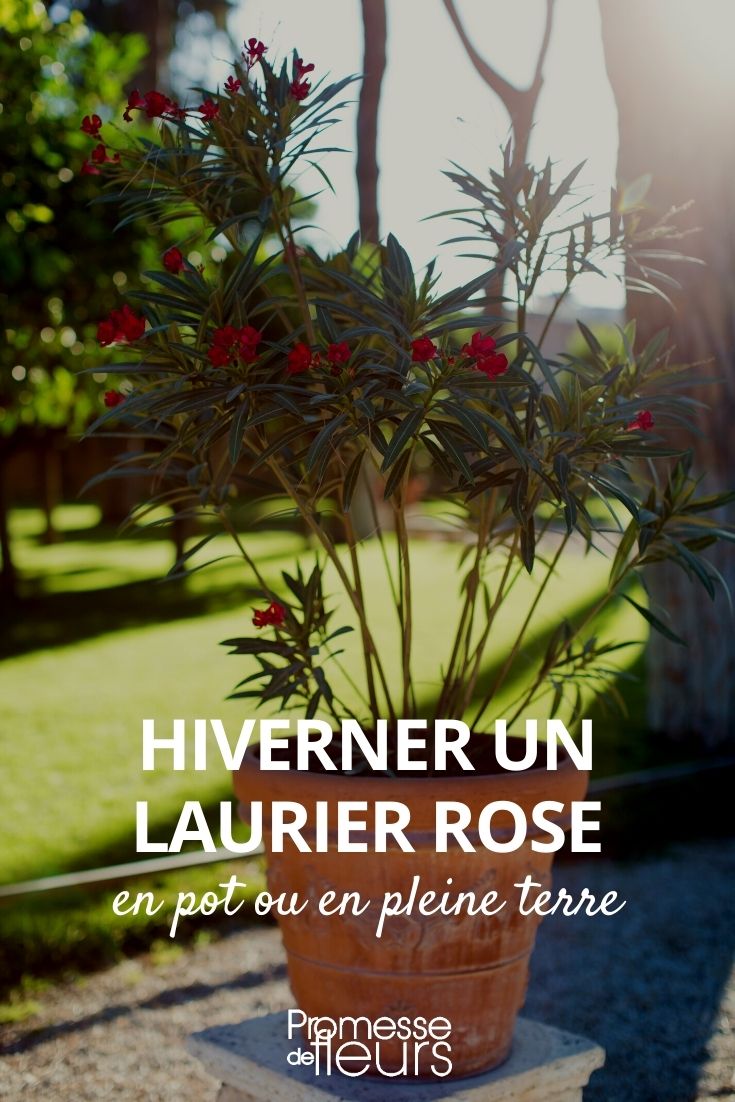 hibernar um loendro