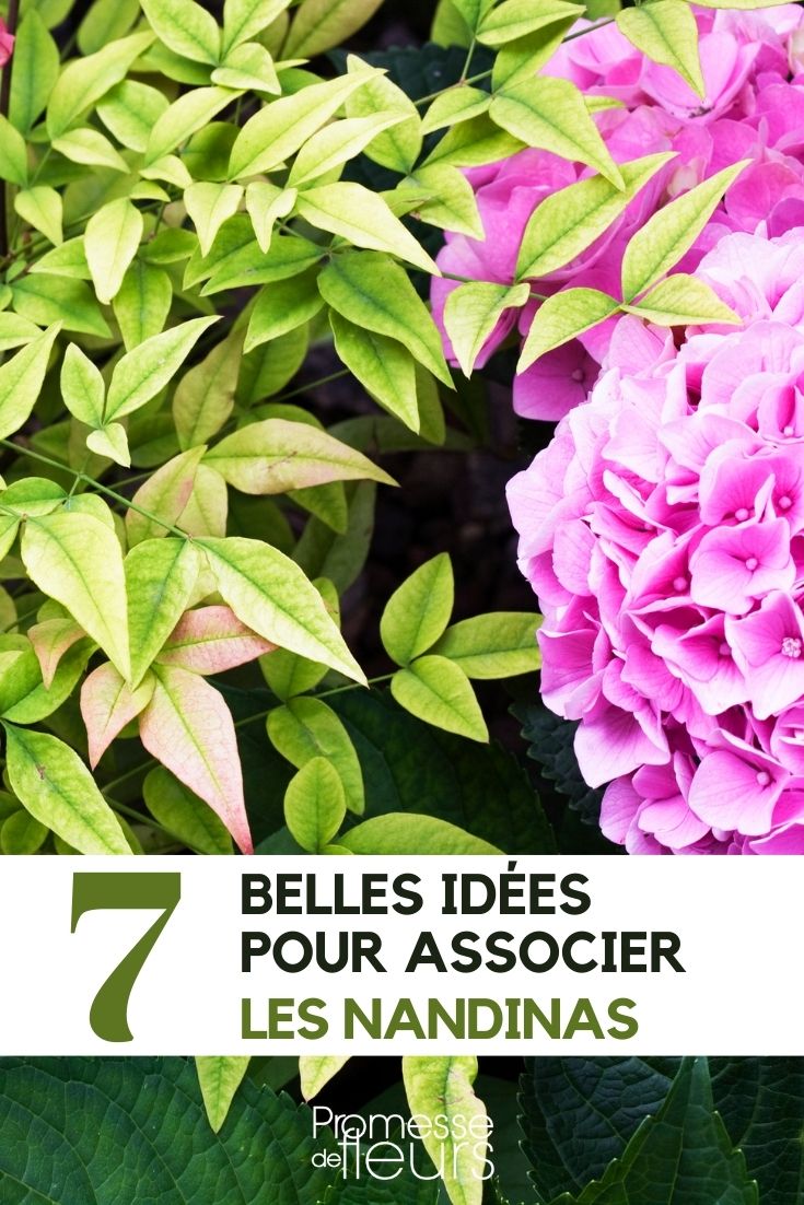 associar as nandinas