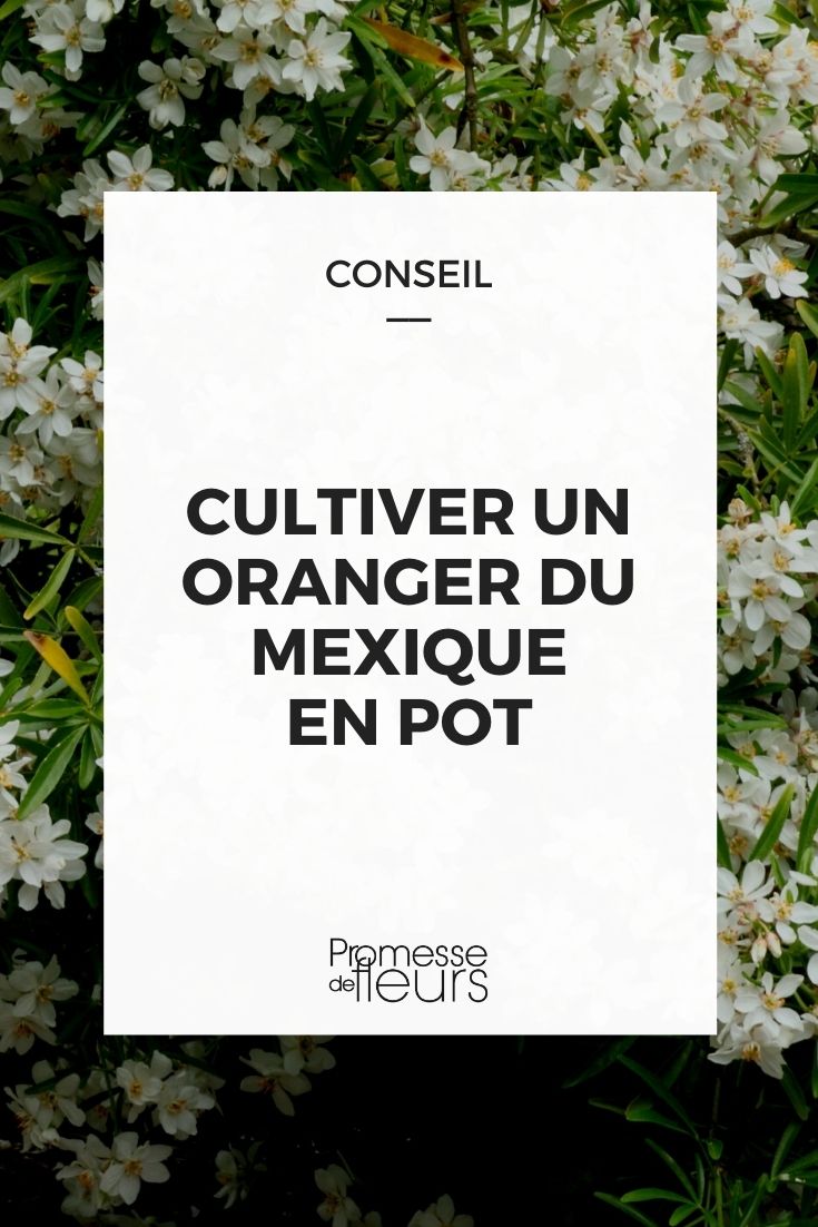 cultivar uma laranjeira-do-México em vaso