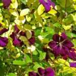 8 plantas trepadeiras para decorar uma árvore