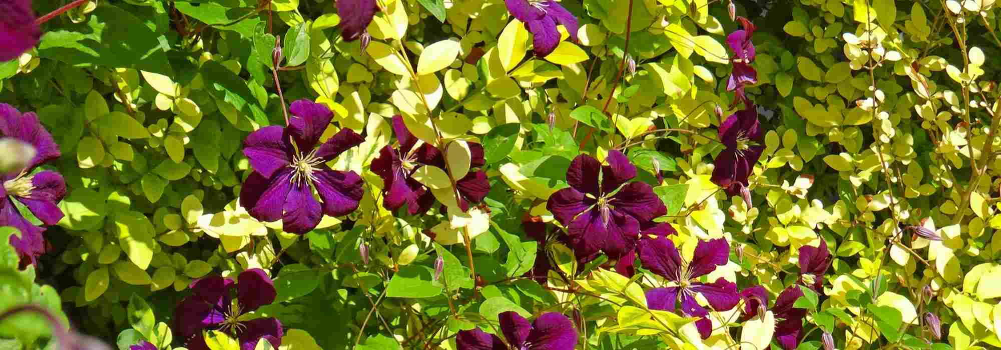8 plantas trepadeiras para decorar uma árvore