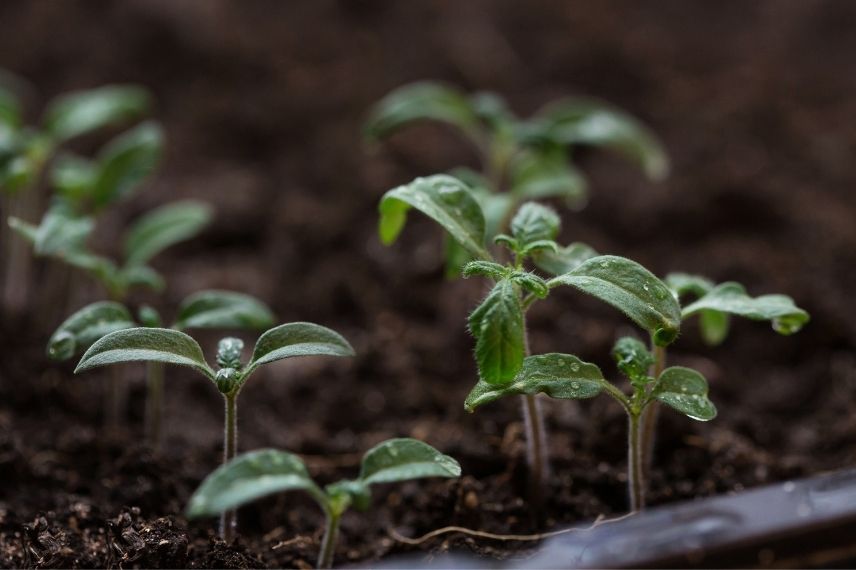 Sementeiras e plantações em março