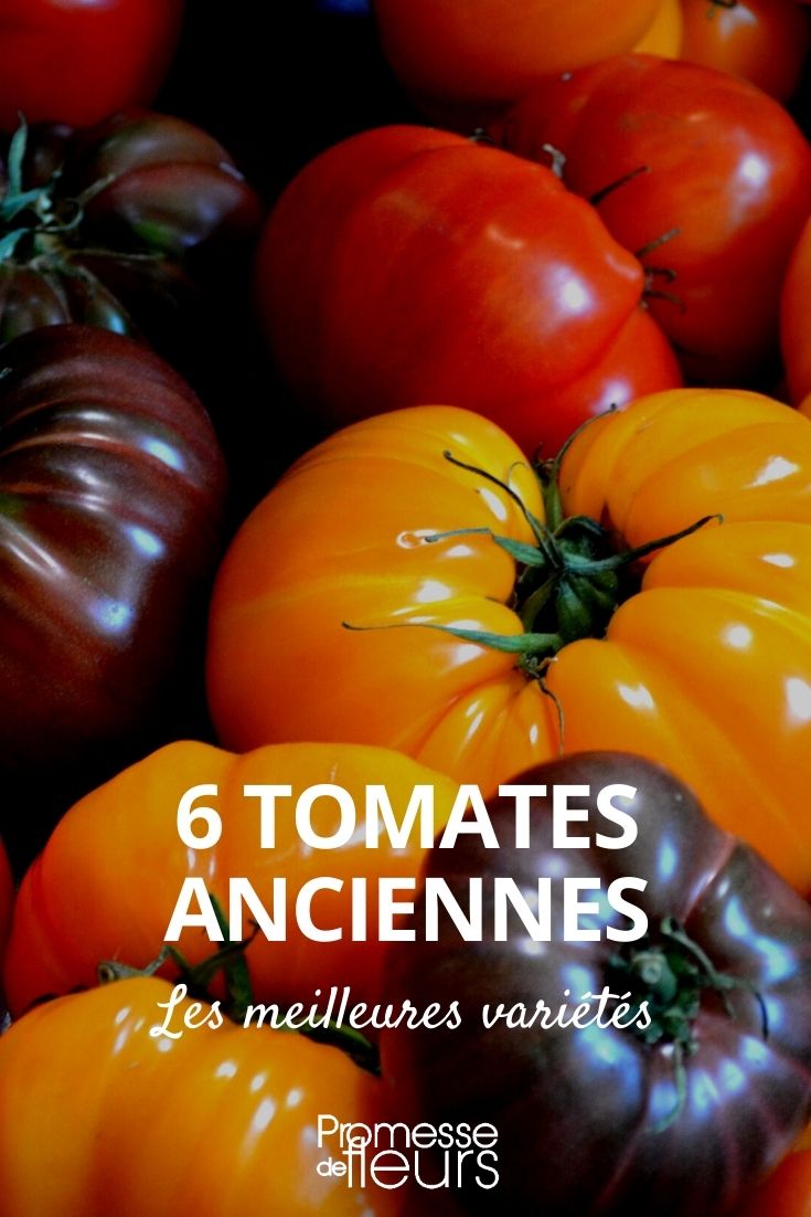 tomates tradicionais / antigas variedades