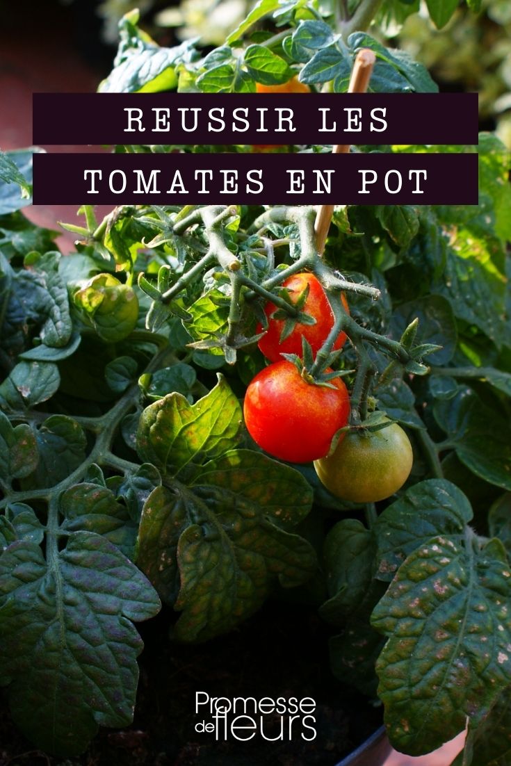 conseguir cultivar o tomate em vaso