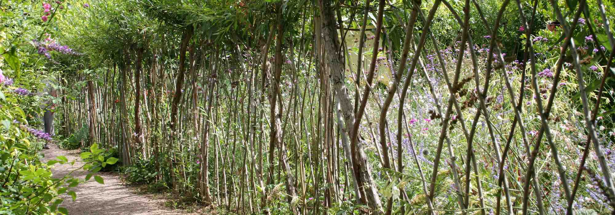 Como plantar e cuidar de uma sebe viva de salgueiro?
