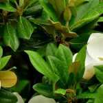 Os magnólias de grandes flores
