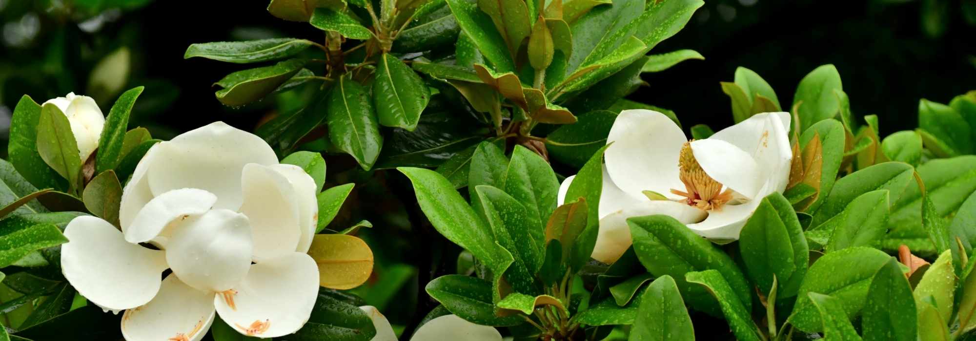 Os magnólias de grandes flores