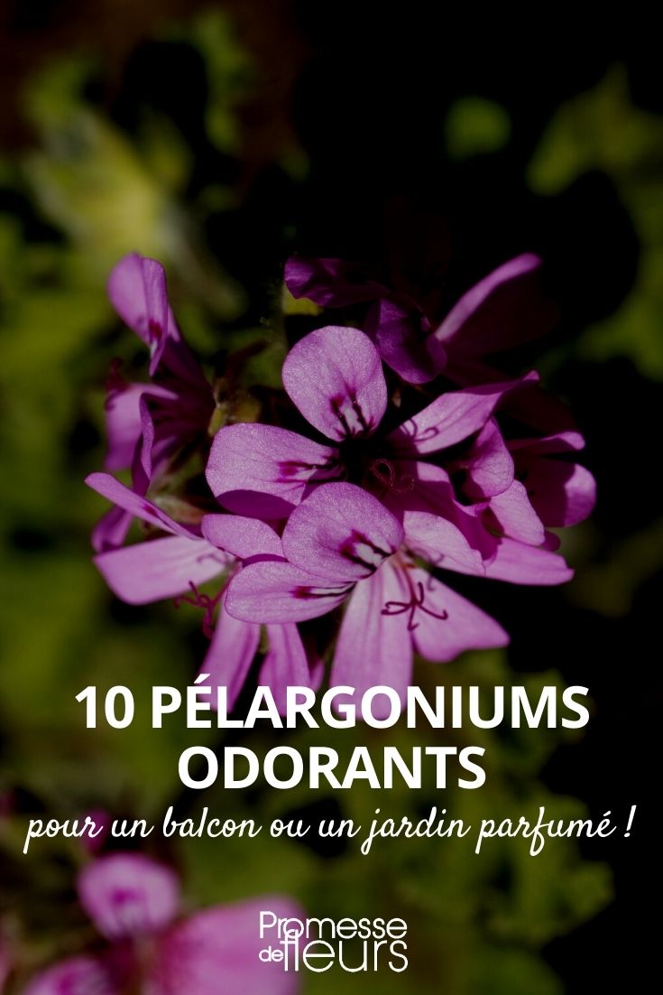 gerânio perfumado
