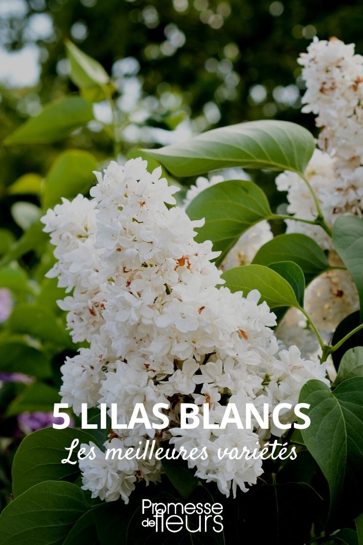 5 lilases brancos