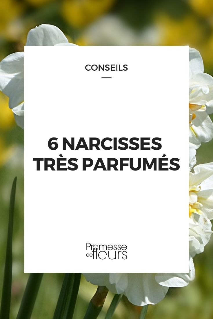 seleção de narcisos perfumados