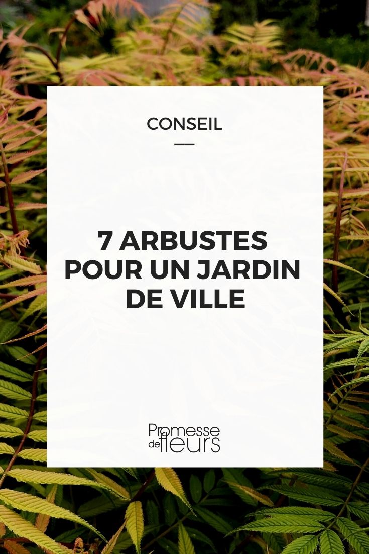 7 arbustos para jardim urbano, arbustos para jardim pequeno