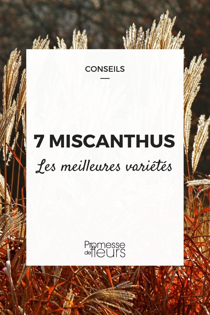 7 miscantes
