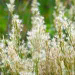 O Andropogon: plantar, cultivar e cuidar